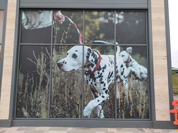 Window graphic with a photo of a dog 